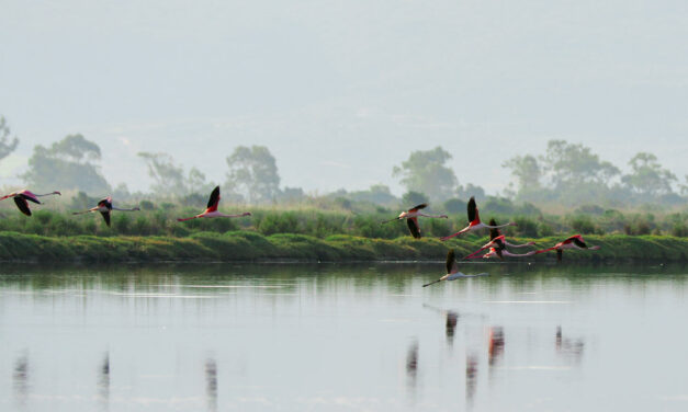 Navarino Challenge: Με στόχο τον αειφόρο αθλητικό τουρισμό στην Ελλάδα