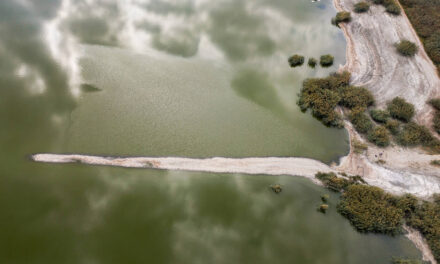 Γεμάτη νεκρά ψάρια η λίμνη Κορώνεια – Τι έδειξαν οι εργαστηριακές αναλύσεις