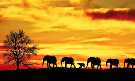 8 πράγματα που δεν γνωρίζατε για την Αφρική