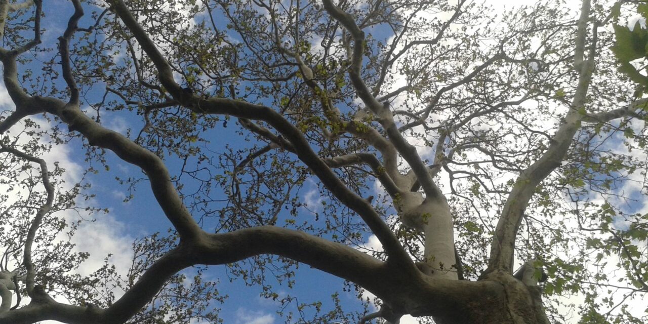 Αυτά τα 4 υπεραιωνόβια πλατάνια ανακηρύσσονται μνημεία της φύσης