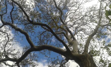 Αυτά τα 4 υπεραιωνόβια πλατάνια ανακηρύσσονται μνημεία της φύσης