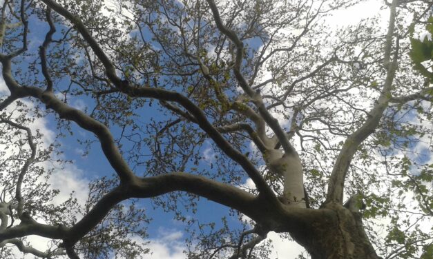 Αυτά τα 4 υπεραιωνόβια πλατάνια ανακηρύσσονται μνημεία της φύσης