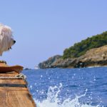 Όλα όσα πρέπει να γνωρίζετε για ένα όμορφο ταξίδι με το κατοικίδιό σας