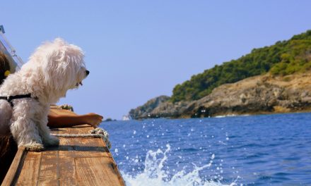 Όλα όσα πρέπει να γνωρίζετε για ένα όμορφο ταξίδι με το κατοικίδιό σας