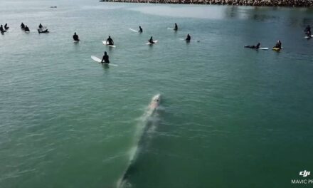 Θεαματικό video: Τεράστια φάλαινα κολυμπάει κάτω απ’τα πόδια τους!