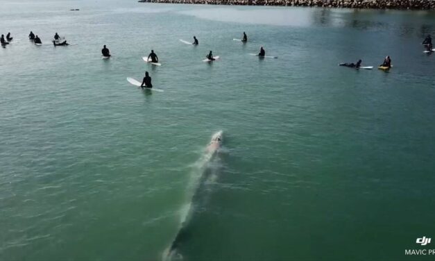 Θεαματικό video: Τεράστια φάλαινα κολυμπάει κάτω απ’τα πόδια τους!