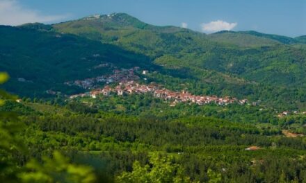 Αυτό το ελληνικό χωριό παράγει το 70% των χριστουγεννιάτικων δέντρων