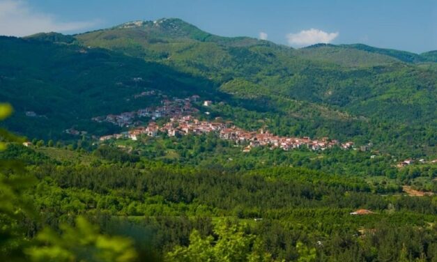 Αυτό το ελληνικό χωριό παράγει το 70% των χριστουγεννιάτικων δέντρων