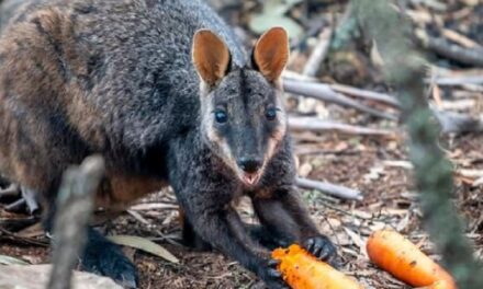 Αυστραλία: Πετούν από ελικόπτερα τροφή στα ζώα που λιμοκτονούν