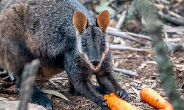 Αυστραλία: Πετούν από ελικόπτερα τροφή στα ζώα που λιμοκτονούν