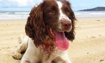 Αυστραλία: Η τετράποδη Τέιλορ σώζει καθημερινά τραυματισμένα κοάλα