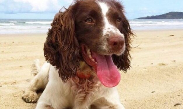 Αυστραλία: Η τετράποδη Τέιλορ σώζει καθημερινά τραυματισμένα κοάλα