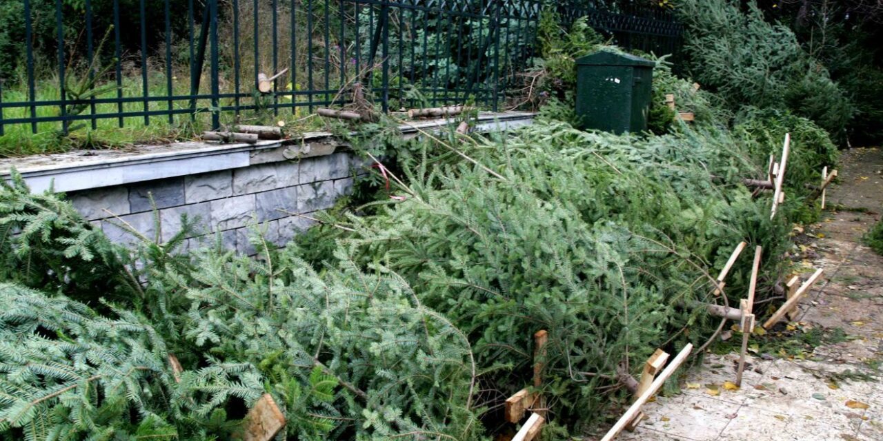 Κανένα χριστουγεννιάτικο δέντρο στα σκουπίδια – Δείτε την πρωτοποριακή δράση της Θεσσαλονίκης