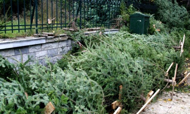 Κανένα χριστουγεννιάτικο δέντρο στα σκουπίδια – Δείτε την πρωτοποριακή δράση της Θεσσαλονίκης