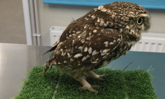 Αυτή η χαριτωμένη κουκουβάγια έγινε viral – Δείτε γιατί