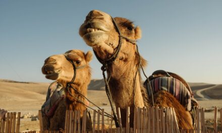 Αμερικανίδα μήνυσε το TripAdvisor γιατί έπεσε από καμήλα!