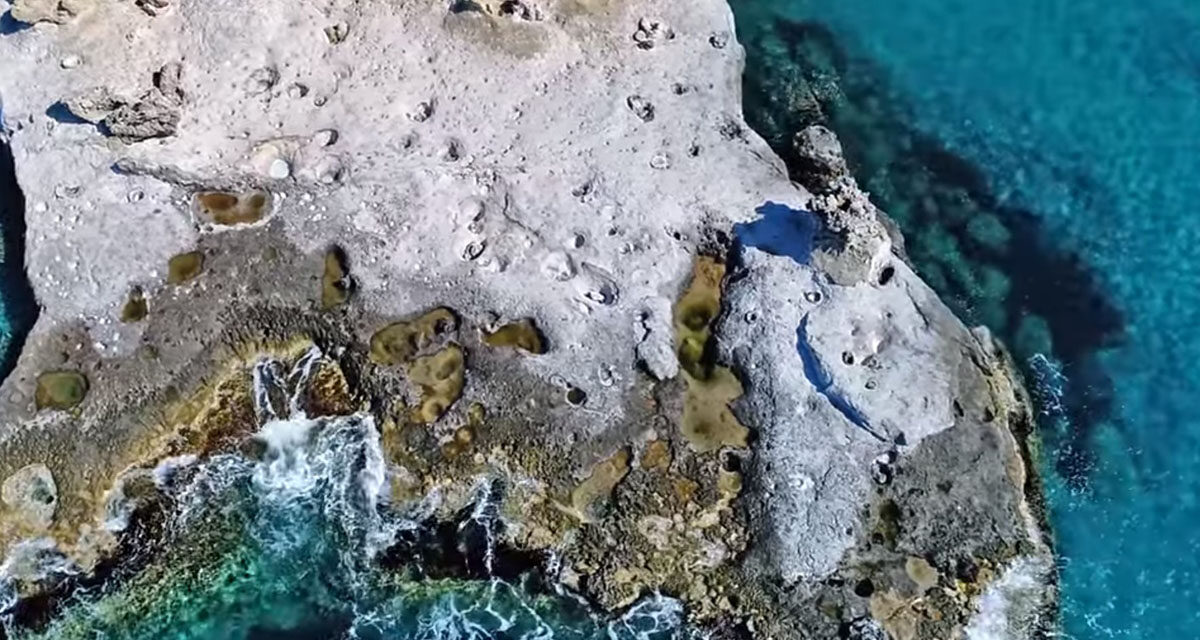 Το μοναδικό απολιθωμένο φοινικόδασος της Ευρώπης σε μια γωνιά της Πελοποννήσου – Ελάχιστοι το γνωρίζουν!