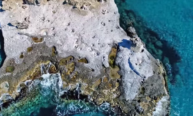 Το μοναδικό απολιθωμένο φοινικόδασος της Ευρώπης σε μια γωνιά της Πελοποννήσου – Ελάχιστοι το γνωρίζουν!