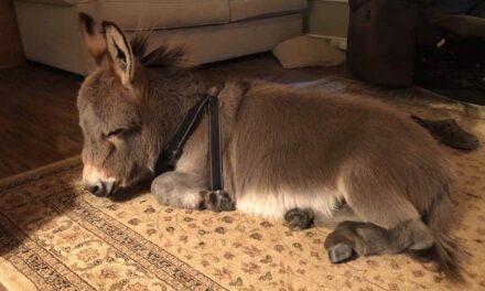 Το γαϊδουράκι που νομίζει ότι είναι… σκύλος!