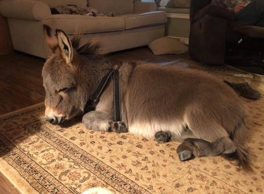 Το γαϊδουράκι που νομίζει ότι είναι… σκύλος!
