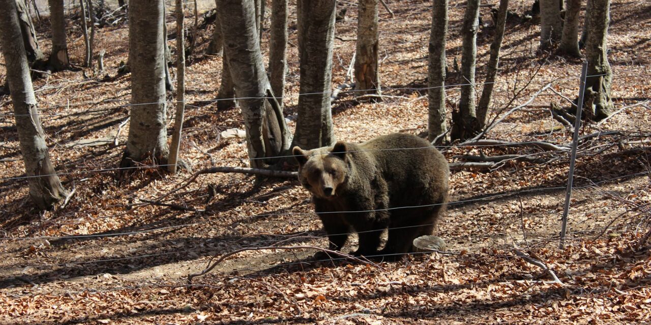 Ξύπνησαν οι αρκούδες στο Νυμφαίο – Ανοίγει το καταφύγιο του Αρκτούρου