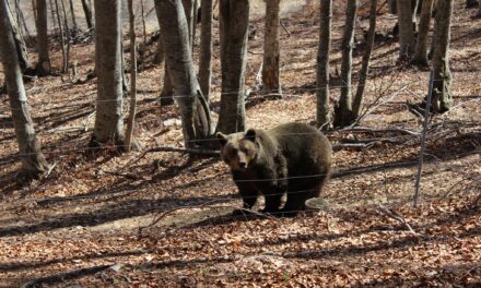 Ξύπνησαν οι αρκούδες στο Νυμφαίο – Ανοίγει το καταφύγιο του Αρκτούρου