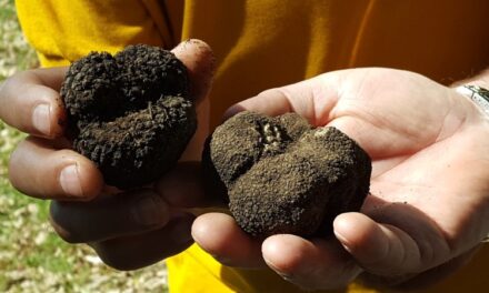 Ξεκινά το κυνήγι της τρούφας στα Μετέωρα