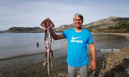 Ναύπλιο: Καλαμάρι 4 κιλών έπιασε ερασιτέχνης ψαράς