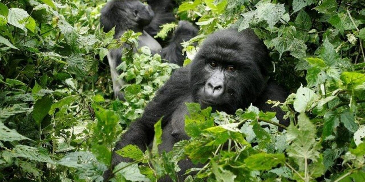 Κεραυνός σκότωσε 4 γορίλες στην Ουγκάντα