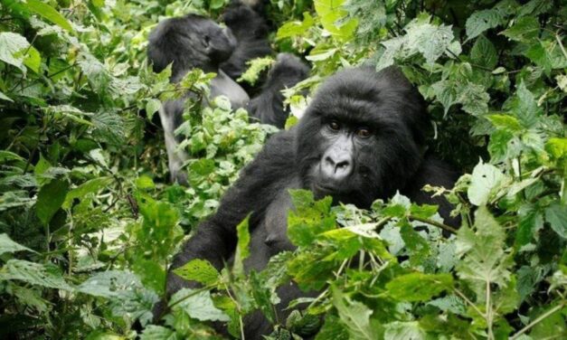 Κεραυνός σκότωσε 4 γορίλες στην Ουγκάντα