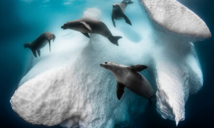 Οι καλύτερες υποβρύχιες φωτογραφίες του 2020 – Δείτε τα εντυπωσιακά “κλικ”