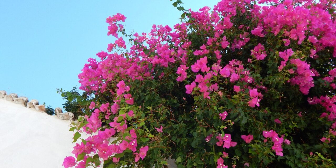 Εαρινή Ισημερία: Και επίσημα άνοιξη από την Παρασκευή