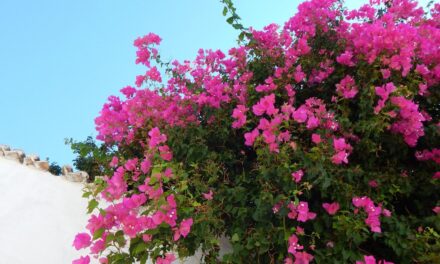 Εαρινή Ισημερία: Και επίσημα άνοιξη από την Παρασκευή