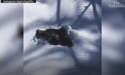 Χαριτωμένη αρκούδα ξυπνάει από τη χειμερία νάρκη και γίνεται viral! (video)