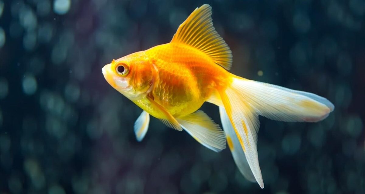 Ρουμανία: Βγάζουν βόλτα τα… ψάρια τους για να βγουν έξω από το σπίτι