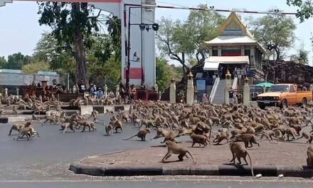 Εκατοντάδες μαϊμούδες βγήκαν στους δρόμους ψάχνοντας φαγητό – Δεν υπάρχουν τουρίστες για να τις ταΐσουν