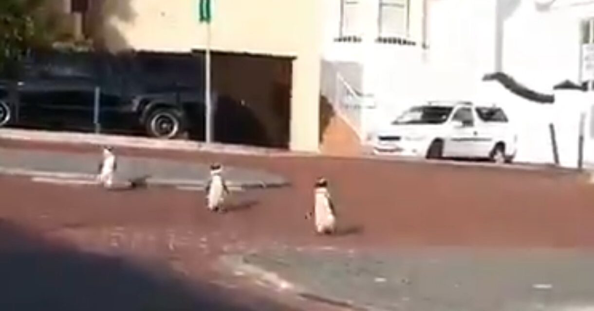 Κέιπ Τάουν: Πιγκουίνοι «βολτάρουν» στους άδειους δρόμους (video)