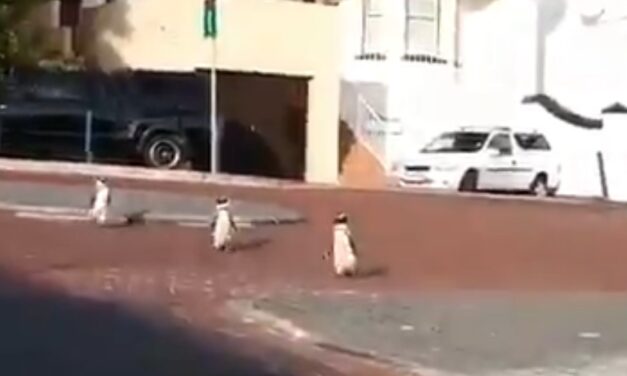 Κέιπ Τάουν: Πιγκουίνοι «βολτάρουν» στους άδειους δρόμους (video)