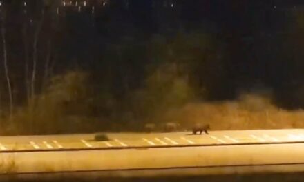 Καστοριά: Αρκούδες βολτάρουν στους άδειους δρόμους (video)