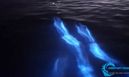 Καλιφόρνια: Παραλία γέμισε με δελφίνια που φωσφορίζουν – Εκπληκτικό θέαμα