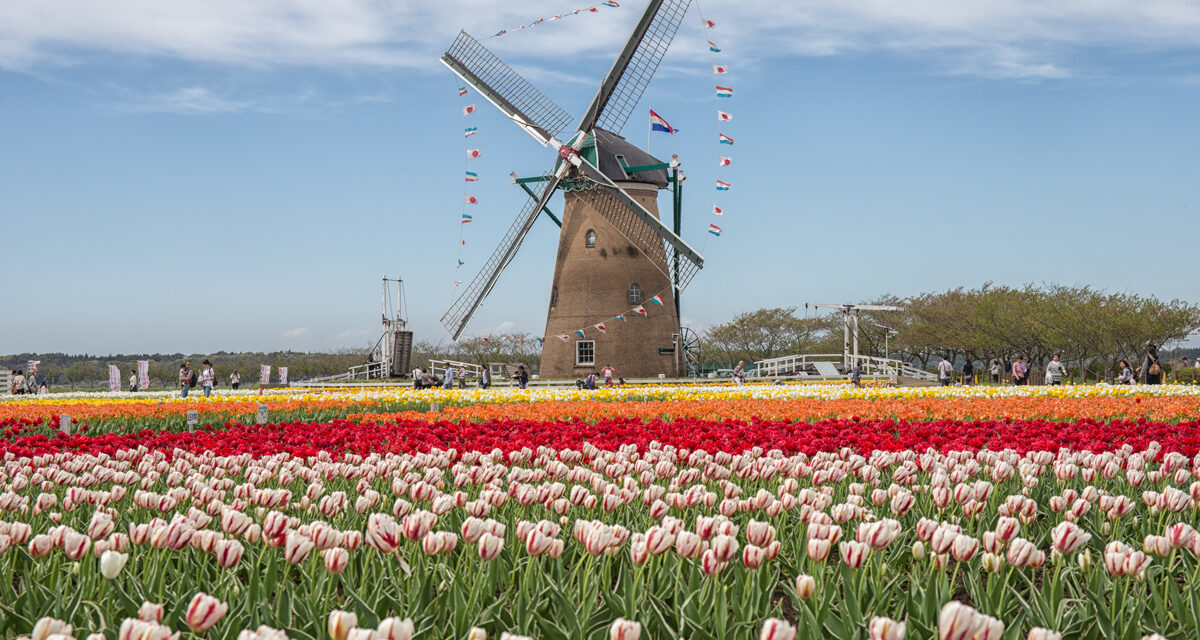 Ιαπωνία: Οι αρχές έκοψαν 100.000 τουλίπες για να μην μαζεύεται κόσμος στα πάρκα