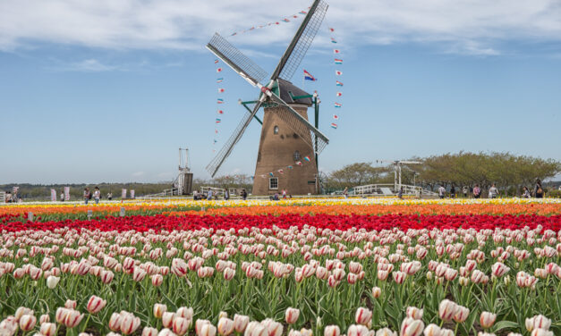 Ιαπωνία: Οι αρχές έκοψαν 100.000 τουλίπες για να μην μαζεύεται κόσμος στα πάρκα