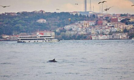 Κωνσταντινούπολη: Δελφίνια βγήκαν βόλτα στον Βόσπορο
