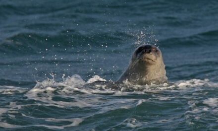 Θεσσαλονίκη: Φώκια έσπασε την καραντίνα και βγήκε βόλτα στον Θερμαϊκό
