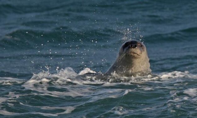 Θεσσαλονίκη: Φώκια έσπασε την καραντίνα και βγήκε βόλτα στον Θερμαϊκό