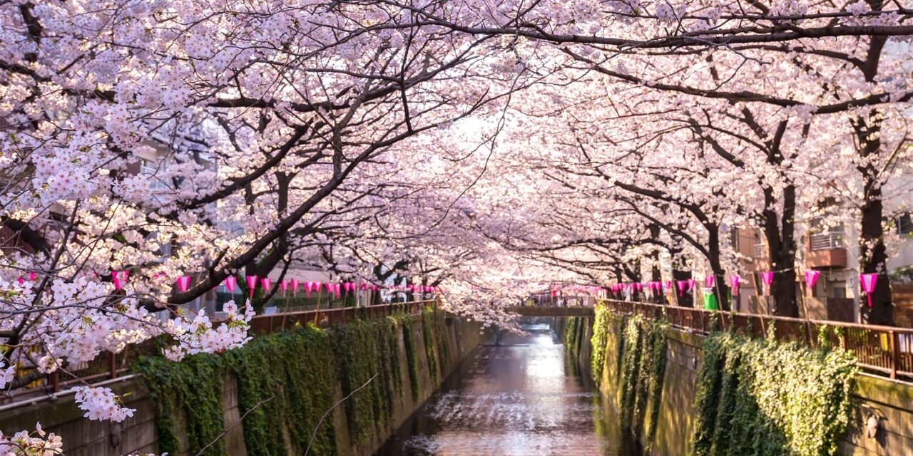 Κορωνοϊός – Ιαπωνία: Μόνο μέσω διαδικτύου φέτος οι «ανθισμένες κερασιές»