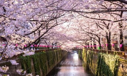 Κορωνοϊός – Ιαπωνία: Μόνο μέσω διαδικτύου φέτος οι «ανθισμένες κερασιές»