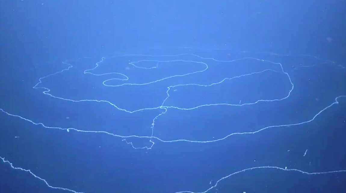 Ανακαλύφθηκε στα βάθη της θάλασσας το μακρύτερο ζώο στη Γη –  Ένας γιγάντιος Σιφωνοφόρος (video)