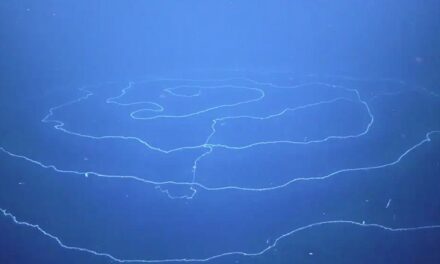 Ανακαλύφθηκε στα βάθη της θάλασσας το μακρύτερο ζώο στη Γη –  Ένας γιγάντιος Σιφωνοφόρος (video)