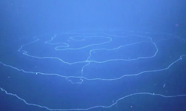 Ανακαλύφθηκε στα βάθη της θάλασσας το μακρύτερο ζώο στη Γη –  Ένας γιγάντιος Σιφωνοφόρος (video)